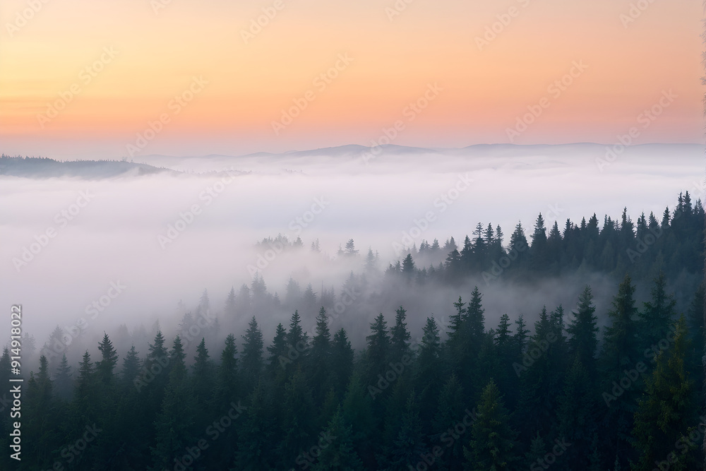 Fototapeta premium spruce forest on mountain hillside in fog at sunrise. autumnal landscape