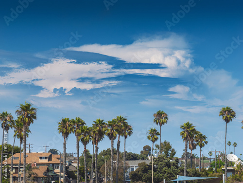 Row of palm trees at Ocean Park at Santa Monica beach. Los Angeles, California.
