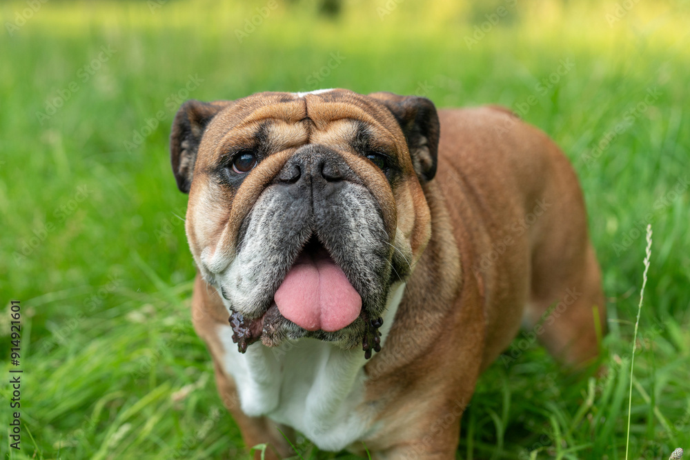 Happy bulldog standing on lush green grass in sunny park Happy bulldog standing on lush green grass in sunny park