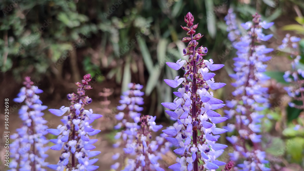 Group of small purple flowers of the Coleus scutellarioides (L.) Benth plant with purple leaves and subtle curves on the edges Group of small purple flowers of the Coleus scutellarioides (L.) Benth plant with purple leaves and subtle curves on the edges