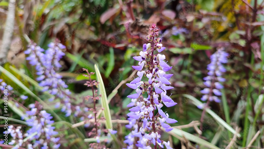 Group of small purple flowers of the Coleus scutellarioides (L.) Benth plant with purple leaves and subtle curves on the edges Group of small purple flowers of the Coleus scutellarioides (L.) Benth plant with purple leaves and subtle curves on the edges