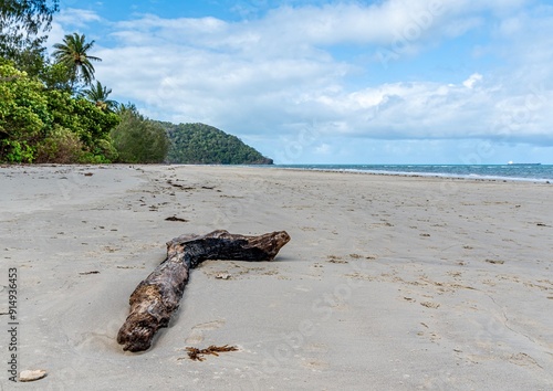 Driftwood on Myall Beach in Cape Tribulation, Far North Queensland, Australia