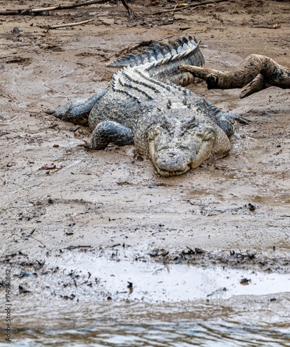 Large male  saltwater crocodile on the Daintree River, Australia