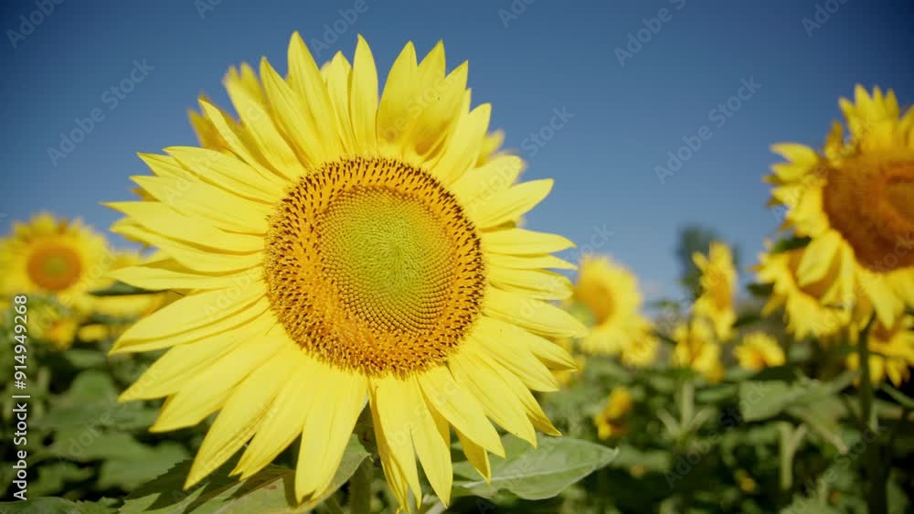 Morning Breeze On A Sunny Sunflower Fields. Close-up Shot Morning Breeze On A Sunny Sunflower Fields. Close-up Shot
