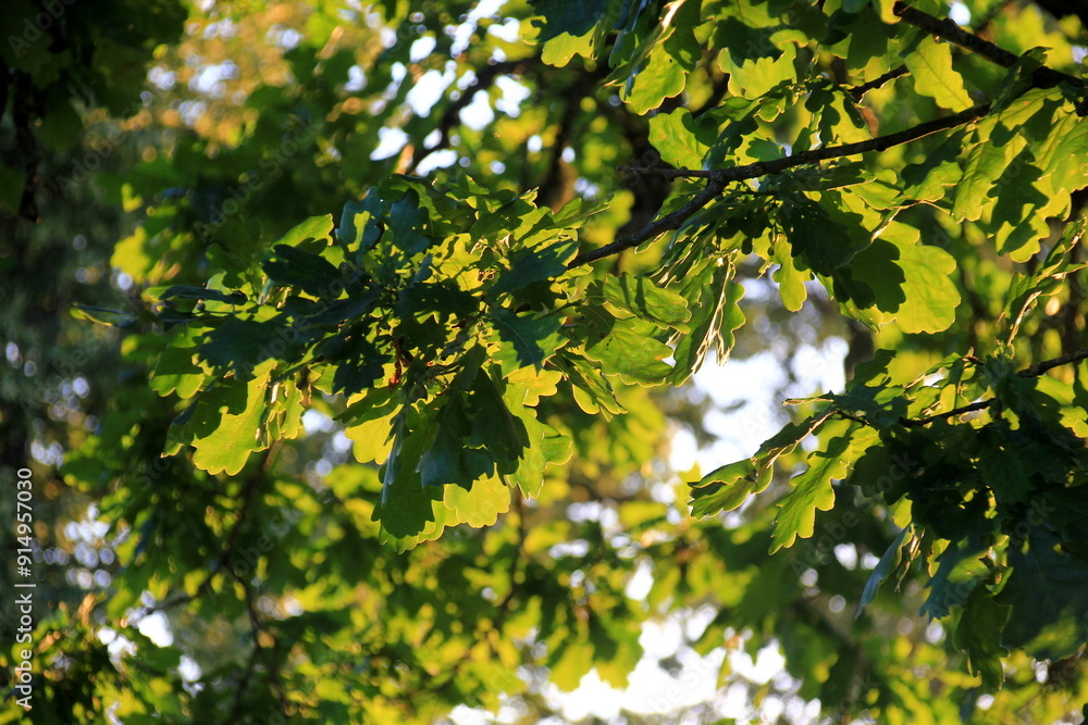 green oak leaves hanging from the branches photographed against the evening yellow light. oak tree branch with green leaves in summer green oak leaves hanging from the branches photographed against the evening yellow light. oak tree branch with green leaves in summer
