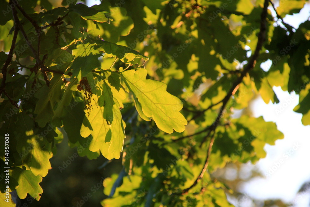 green oak leaves hanging from the branches photographed against the evening yellow light. oak tree branch with green leaves in summer green oak leaves hanging from the branches photographed against the evening yellow light. oak tree branch with green leaves in summer