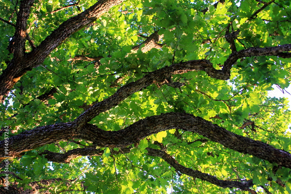 green oak leaves hanging from the branches photographed against the evening yellow light. oak tree branch with green leaves in summer green oak leaves hanging from the branches photographed against the evening yellow light. oak tree branch with green leaves in summer