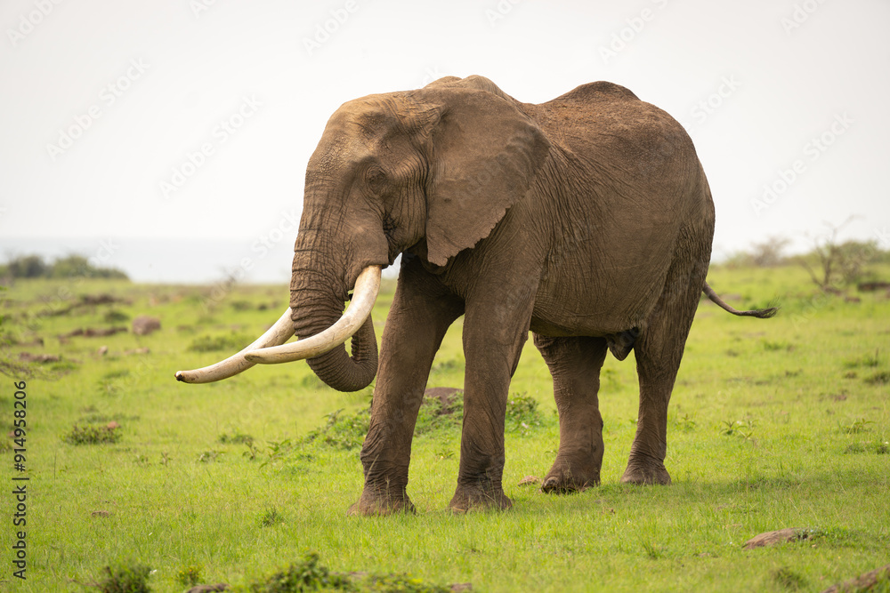 Obraz premium African bush elephant stood on short grass