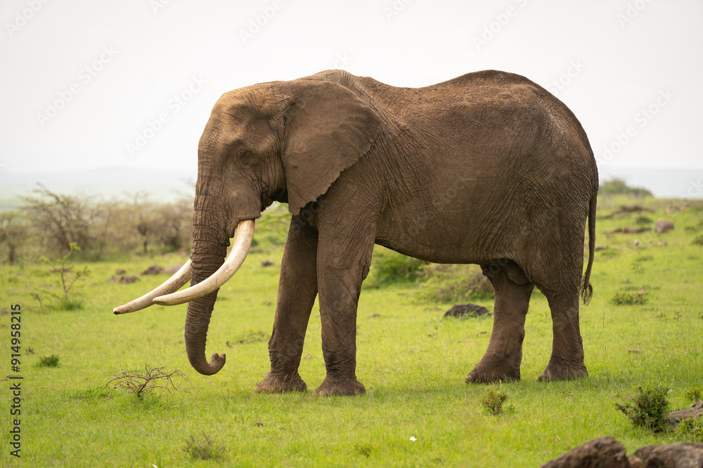 Fototapeta premium African bush elephant stood in short grass