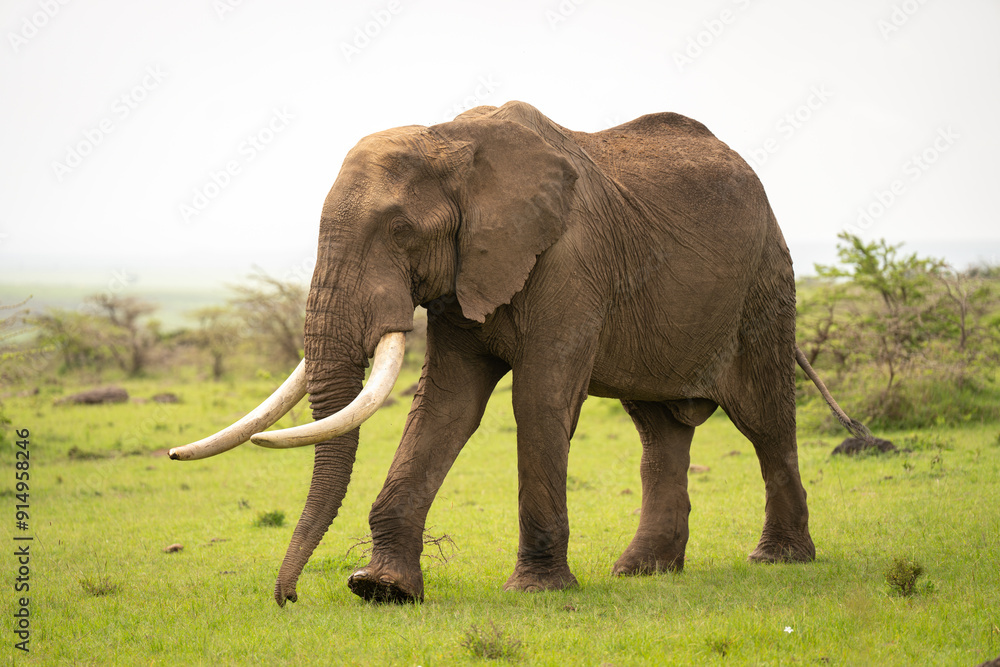 Fototapeta premium African bush elephant walks across short grass