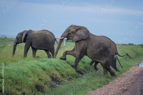 African bush elephants climb bank in savannah