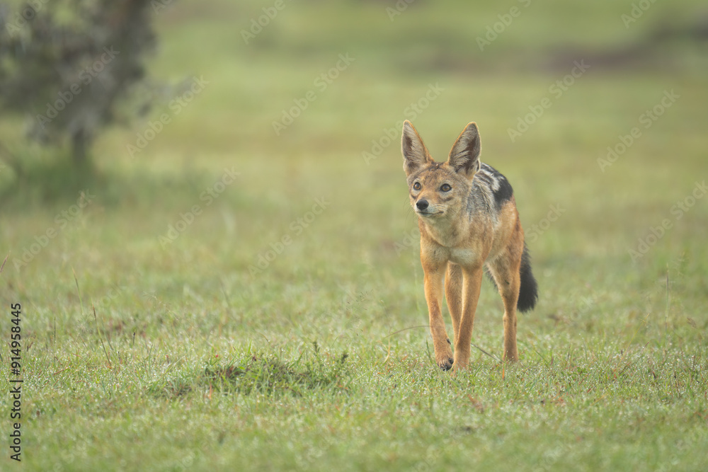 Black-backed jackal approaches camera on dewy grass Black-backed jackal approaches camera on dewy grass