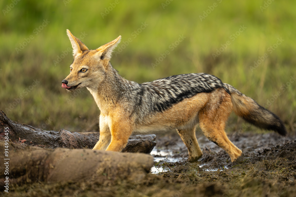 Fototapeta premium Black-backed jackal crouches over dead hippo carcase