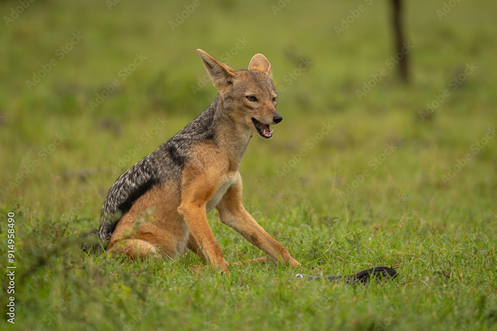 Black-backed jackal sits on grass opening mouth Black-backed jackal sits on grass opening mouth