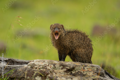 Banded mongoose yawns watching camera on rock