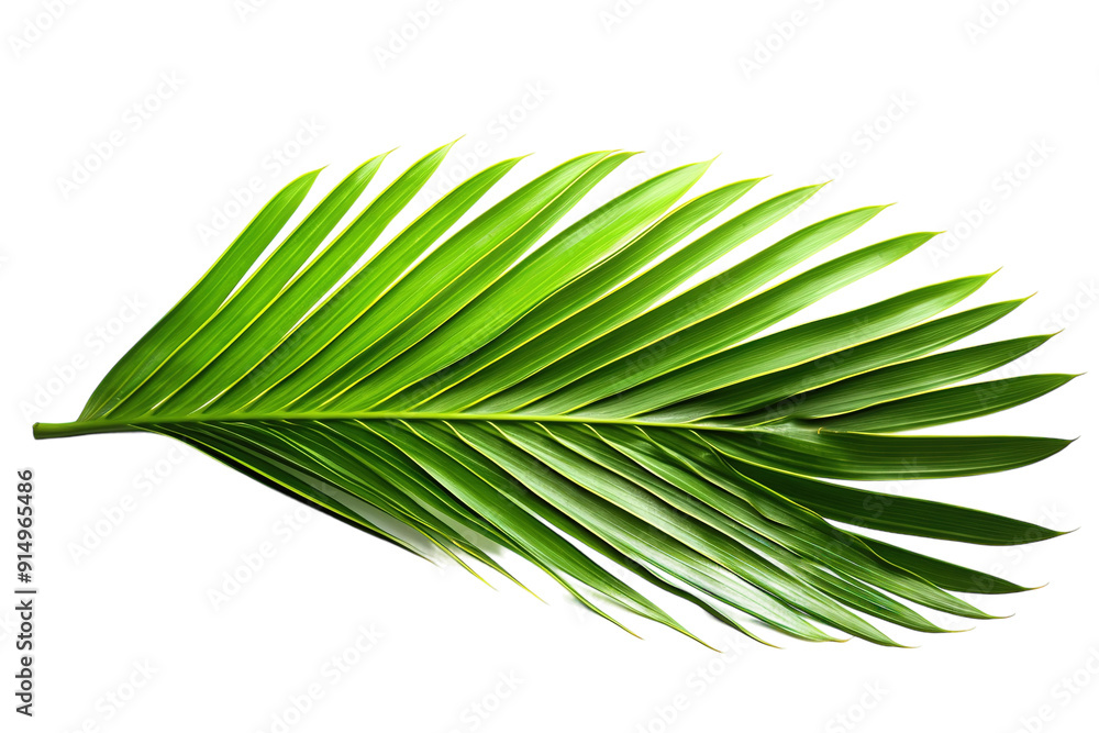Obraz premium Vibrant Green Palm Leaf Displaying Lush Texture Against White Background in Bright Natural Light on Transparent PNG Background.