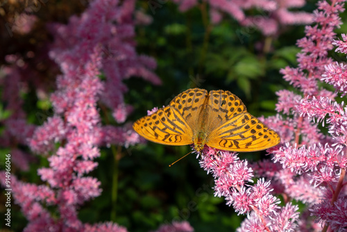 Obraz na plátne Argynnis paphia, silver-washed fritillary butterfly on a flower in the garden