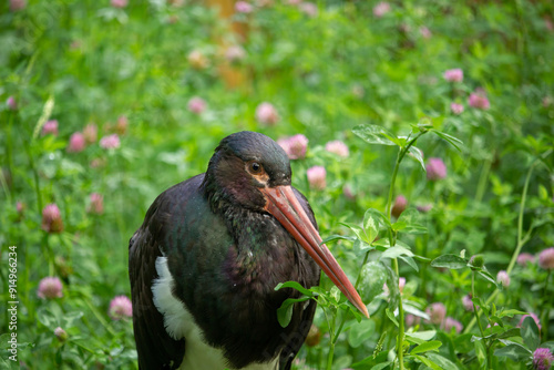 Detail close-up portrait of bird. Bird Black Stork photo