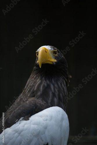 Head of steller's sea eagle photo