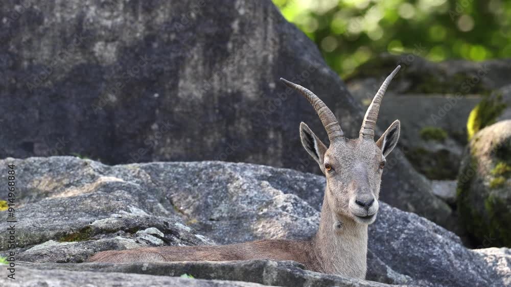 Male mountain ibex or capra ibex sitting on a rock in a german park Male mountain ibex or capra ibex sitting on a rock in a german park
