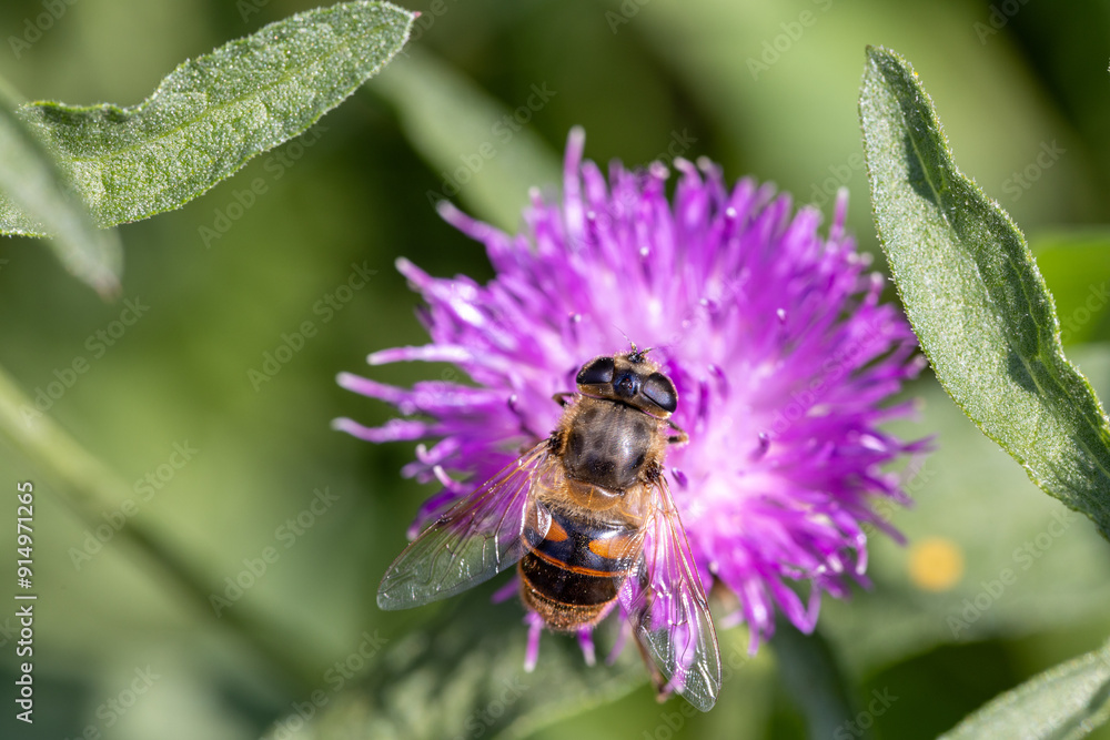 A busy bee diligently gathers nectar from a vibrant purple thistle, showcasing natures essential pollination process A busy bee diligently gathers nectar from a vibrant purple thistle, showcasing natures essential pollination process