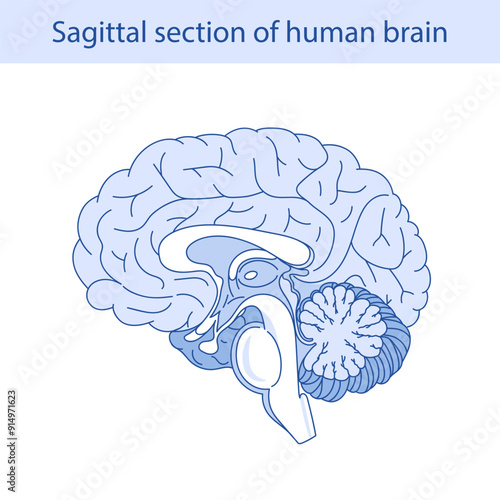 Vector diagram of the internal anatomy of the human brain. Sagittal incision of the brain. Medical infographics.