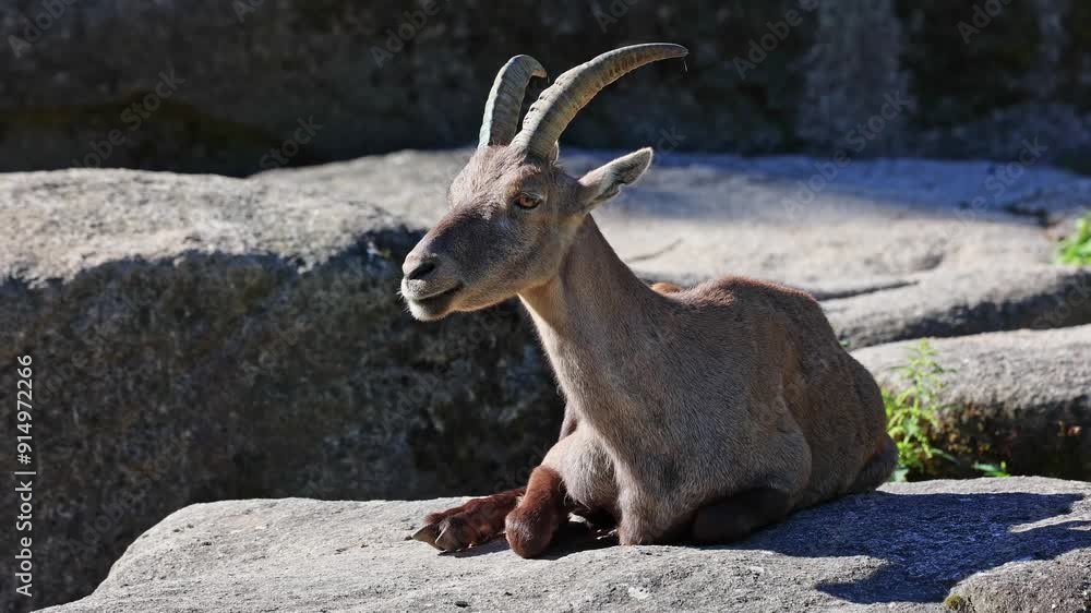 Male mountain ibex or capra ibex sitting on a rock in a german park Male mountain ibex or capra ibex sitting on a rock in a german park