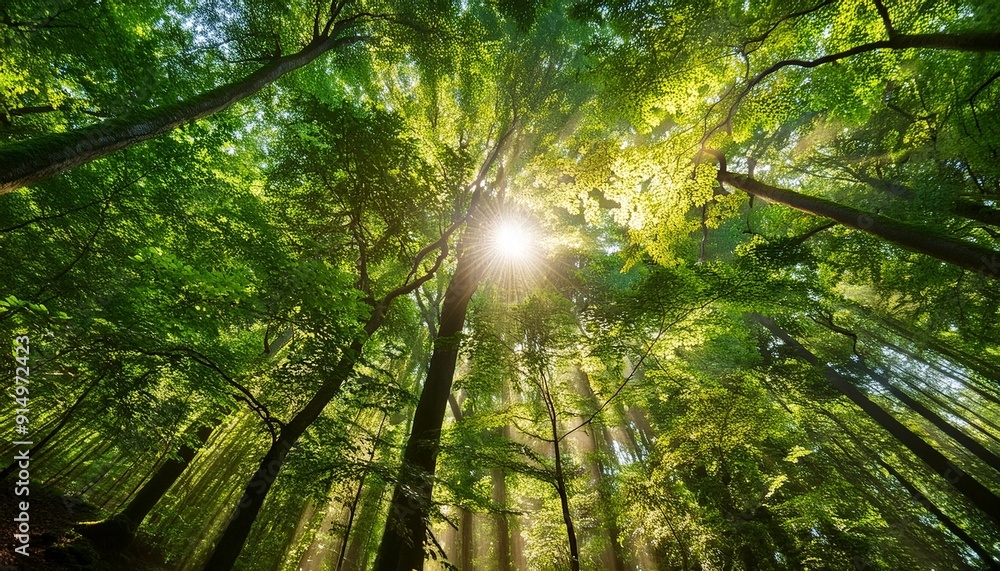 Obraz premium Sunlight filtering through lush green forest canopy with tall trees basking in warm rays creating a serene atmosphere