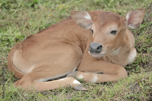 A young Javanese cow is vigilantly monitoring its surroundings. This mammal has the scientific name Bos javanicus.