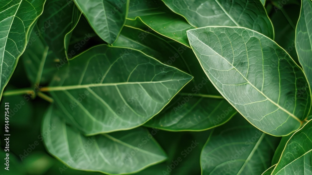 Lush Green Foliage with Intricate Leaf Veins Lush Green Foliage with Intricate Leaf Veins