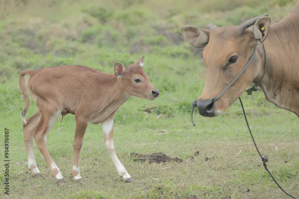 A mother Javanese cow is guarding her calf from predators. This mammal has the scientific name Bos javanicus. A mother Javanese cow is guarding her calf from predators. This mammal has the scientific name Bos javanicus.