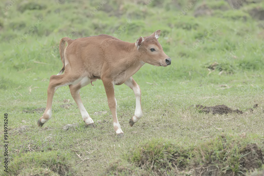 A young Javanese cow is vigilantly monitoring its surroundings. This mammal has the scientific name Bos javanicus. A young Javanese cow is vigilantly monitoring its surroundings. This mammal has the scientific name Bos javanicus.