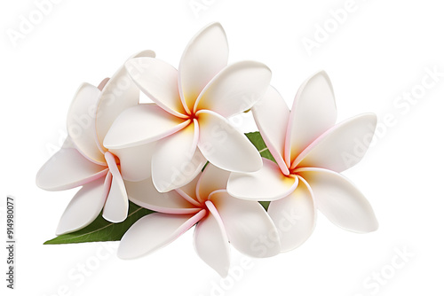 A Lush Cluster of Frangipani Blossoms Captured in Soft Natural Light at Midday on Transparent PNG Background.