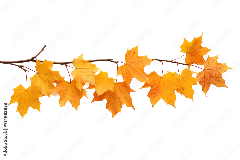 Golden Maple Leaves Cascading Gently From a Branch in Autumn's Embrace on Transparent PNG Background. Golden Maple Leaves Cascading Gently From a Branch in Autumn's Embrace on Transparent PNG Background.