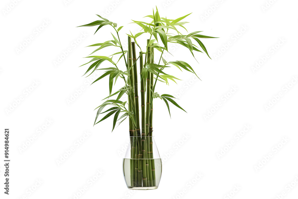 Obraz premium Lush Green Bamboo Stems Gracefully Arranged in a Clear Glass Vessel on a Bright Sunny Afternoon on Transparent PNG Background.