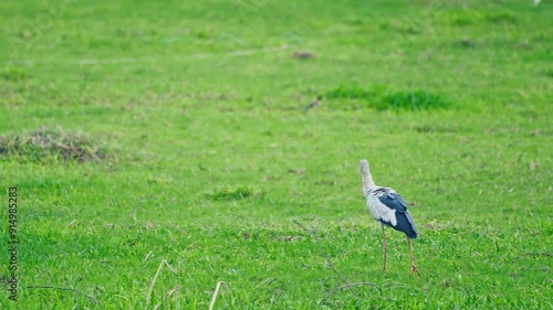 Great Grey Heron Hunting for Food in Dense Green Grass photo