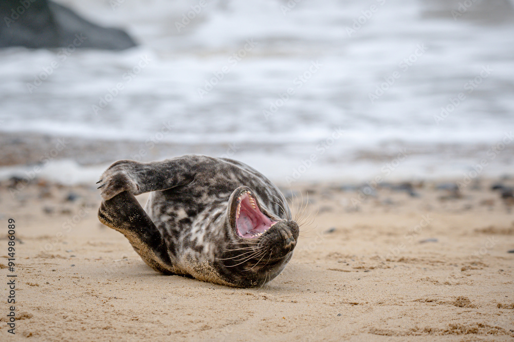 Grey seal pup, Halichoerus grypus, resting on sand beach and yawning, UK Grey seal pup, Halichoerus grypus, resting on sand beach and yawning, UK