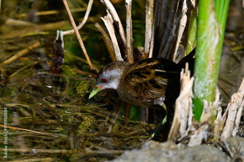 Little crake - male // Kleines Sumpfhuhn - Männchen  (Zapornia parva) photo