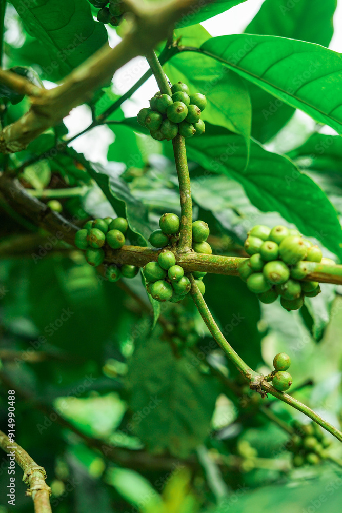 Green coffee beans on a branch of coffee tree at Mount Puntang West Java Green coffee beans on a branch of coffee tree at Mount Puntang West Java