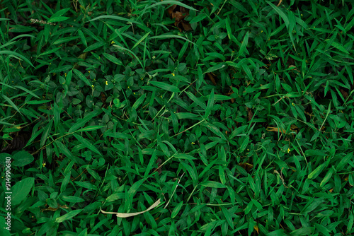 Green grass texture from a field