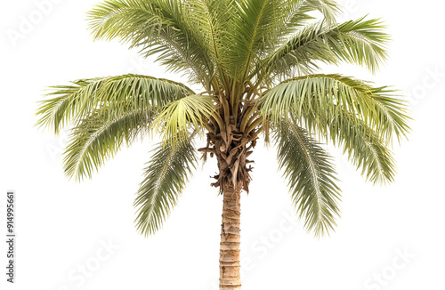 Palmyra palm, isolated on white background