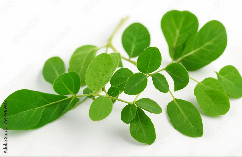 Moringa leaves with paste, isolated on white background Moringa leaves with paste, isolated on white background