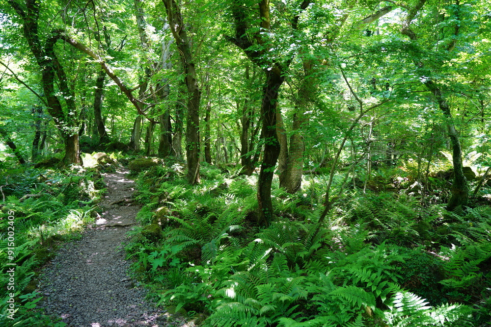 spring pathway through thick ferns spring pathway through thick ferns