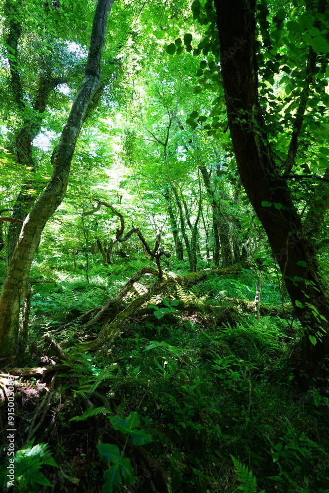 Obraz premium primeval forest in the spring sunlight