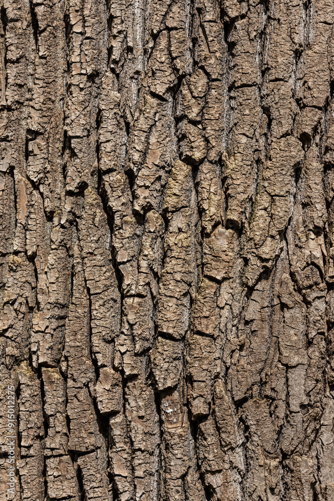 Old Wood Tree Texture Background Pattern Old Wood Tree Texture Background Pattern