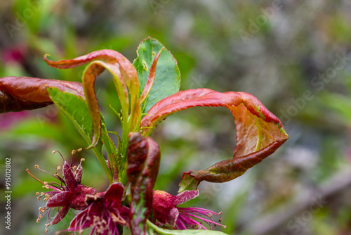 Peach leaf curl. Fungal disease of peaches tree. Taphrina deformans. Peach tree fungus disease. Selective focus. Topic - diseases and pests of fruit trees, pest control. Square photo