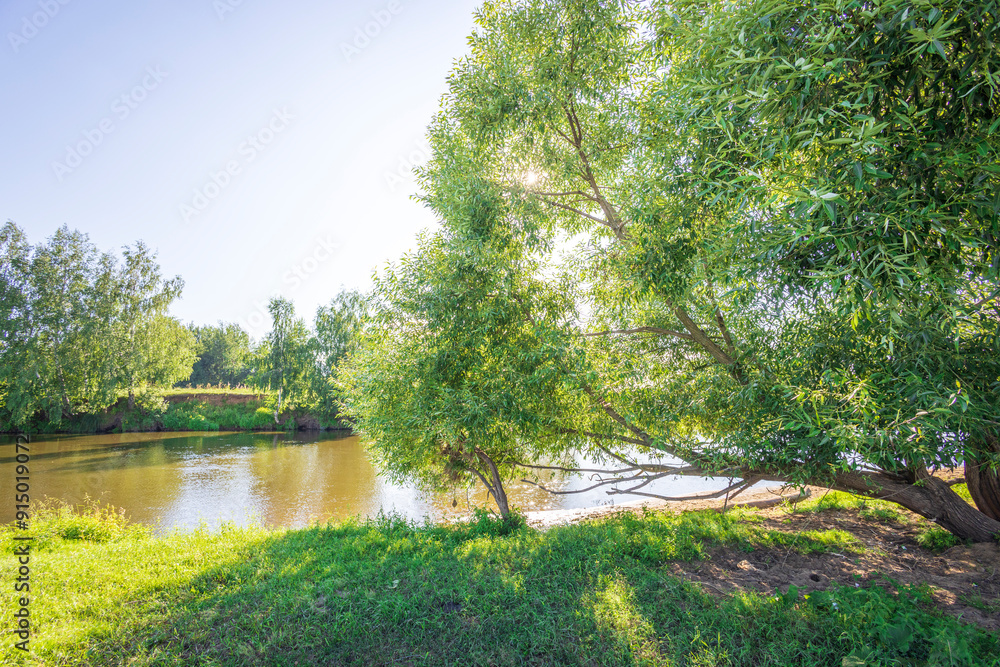 A tree is in the foreground of a field with a body of water in the background A tree is in the foreground of a field with a body of water in the background