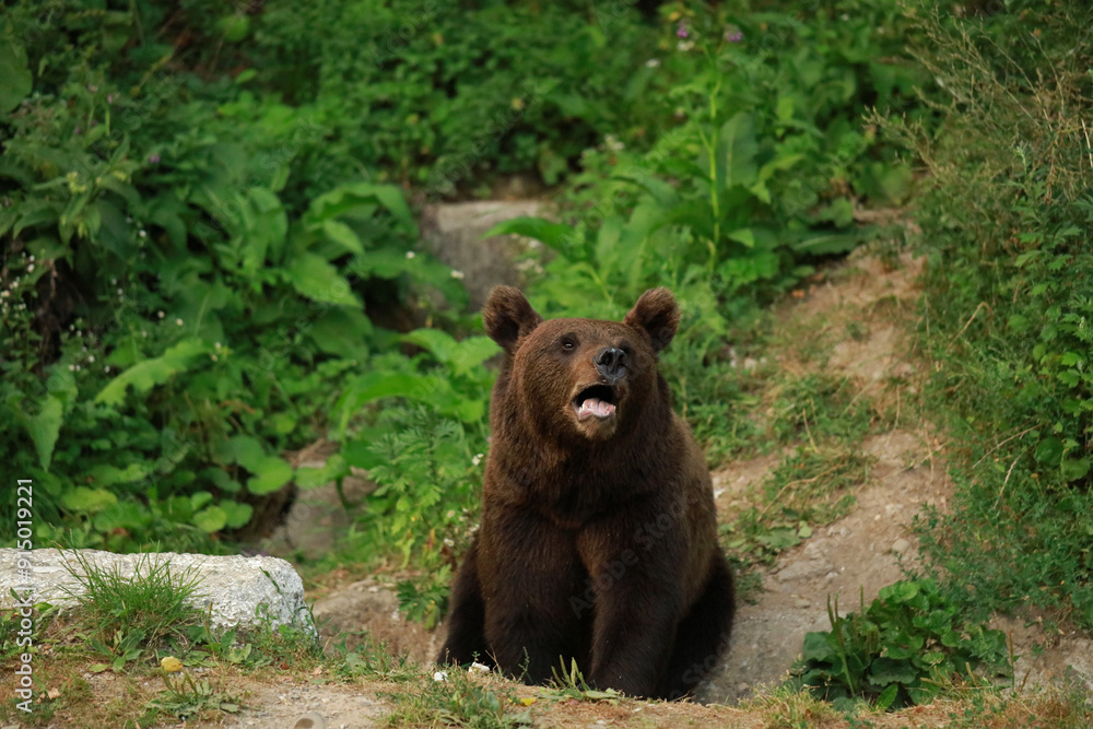 Eurasian brown bear in Buzau Mountains, Romania Eurasian brown bear in Buzau Mountains, Romania