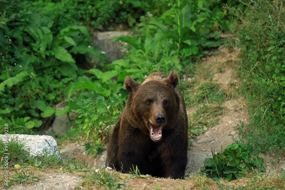 Eurasian brown bear in Buzau Mountains, Romania Eurasian brown bear in Buzau Mountains, Romania
