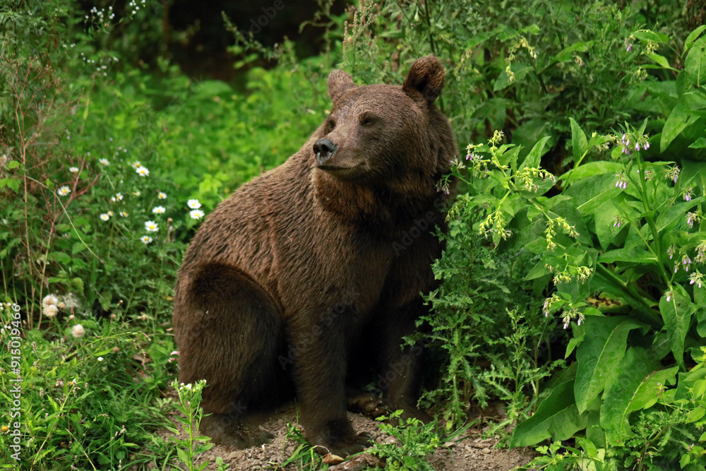 Eurasian brown bear in Buzau Mountains, Romania Eurasian brown bear in Buzau Mountains, Romania